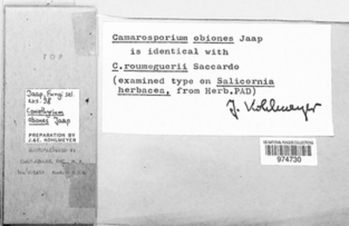 Coniothyrium obiones image